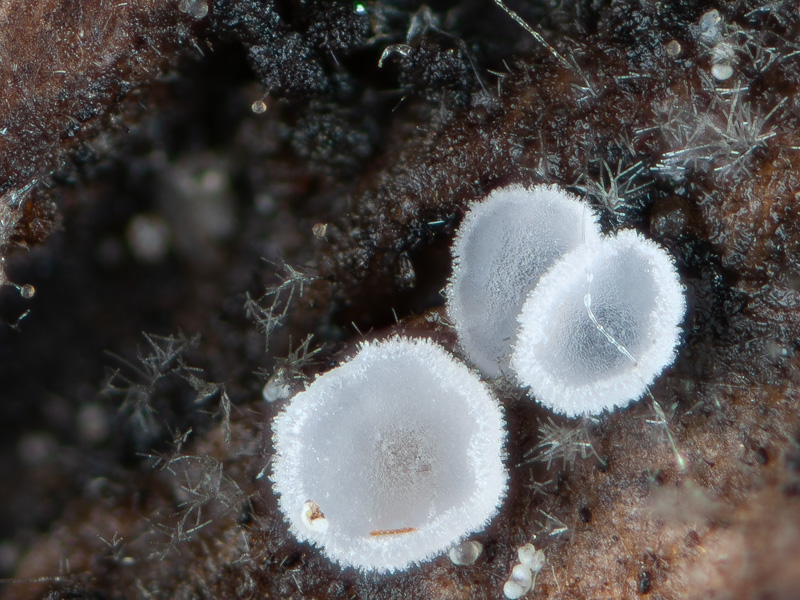 Hamatocanthoscypha laricionis